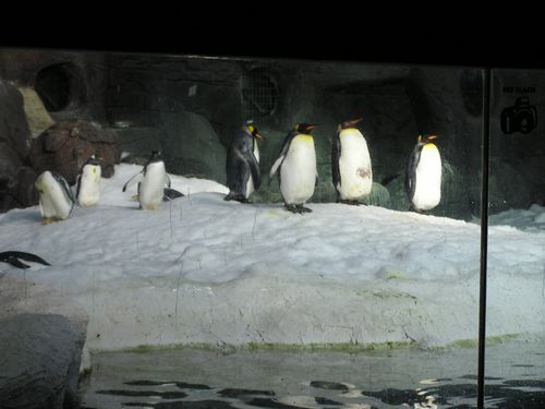 faunia2008